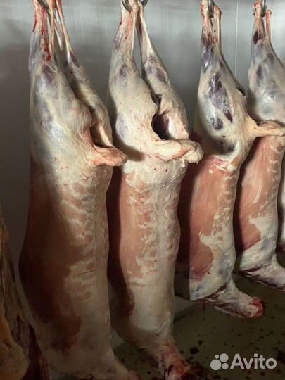 Мясо баранина свежая