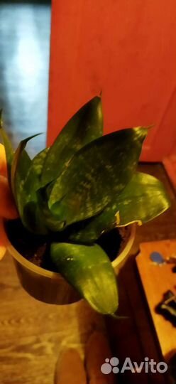 Сансевиерия