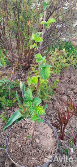 Ежевика бесшипная