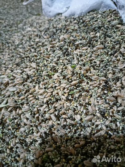 Пшеница, зерноотходы