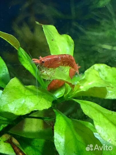 Продам аквариумных рыбок и креветок