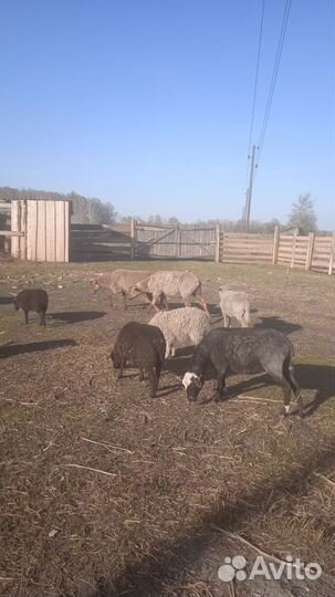 Продам овец