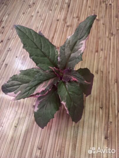 Стробилантес Дайера, гинура вариегатная