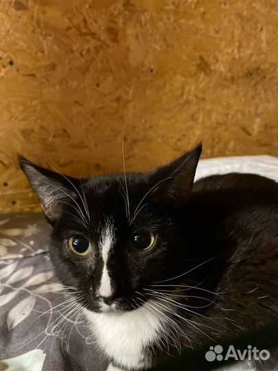 Отдам в добрые руки