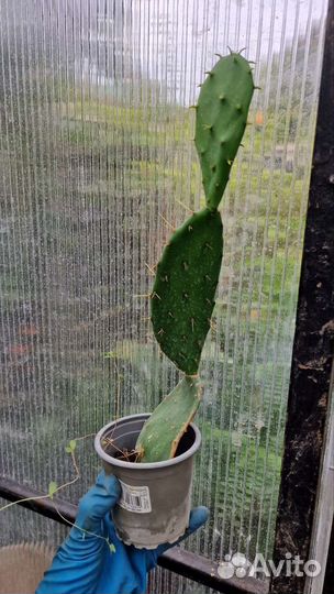 Кактус опунция уличный