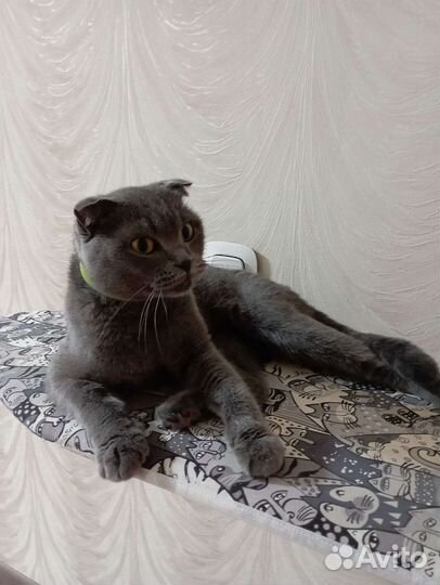 Кошки породистые бесплатно