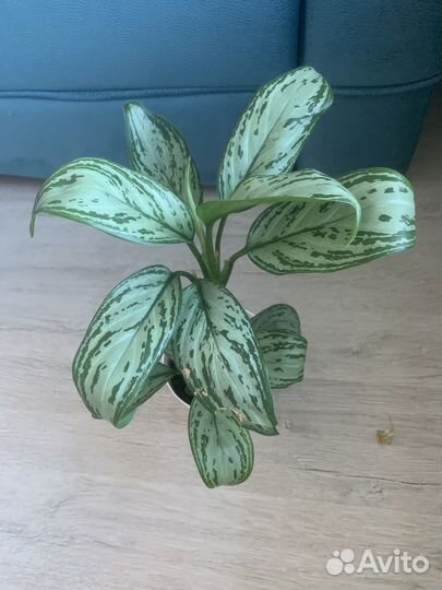 Аглаонема кристина