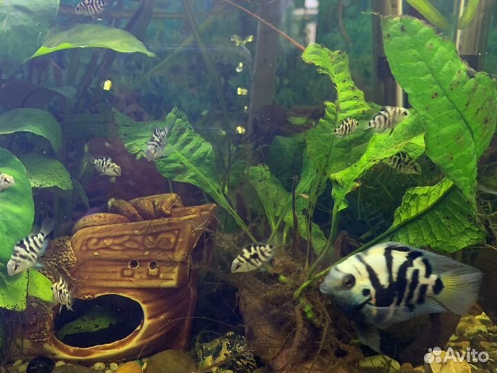 Рыбка сапфировый попугай