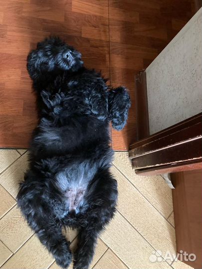 Собаки щенки