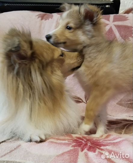 Щенки Шелти