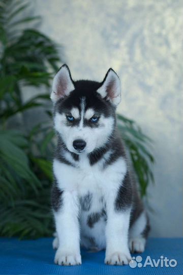 Сибирский хаски