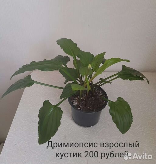 Комнатные цветы