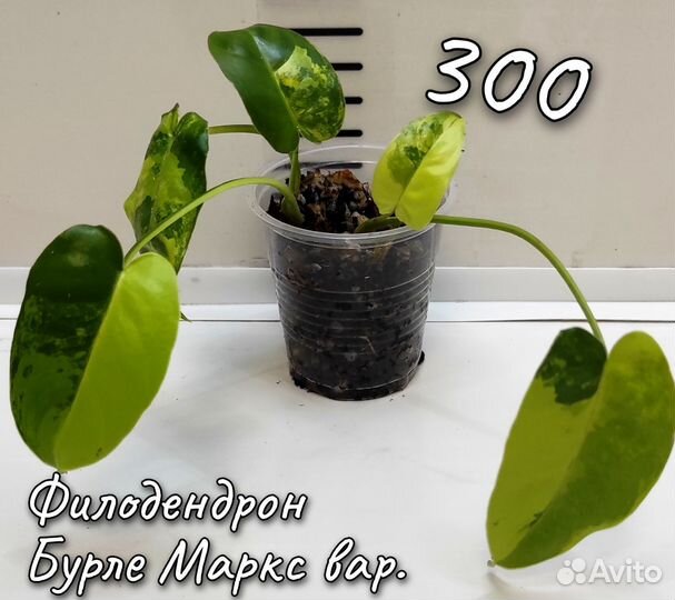 Филодендроны и Монстеры