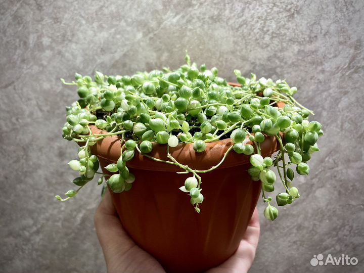 Крестовник роули вариегатный