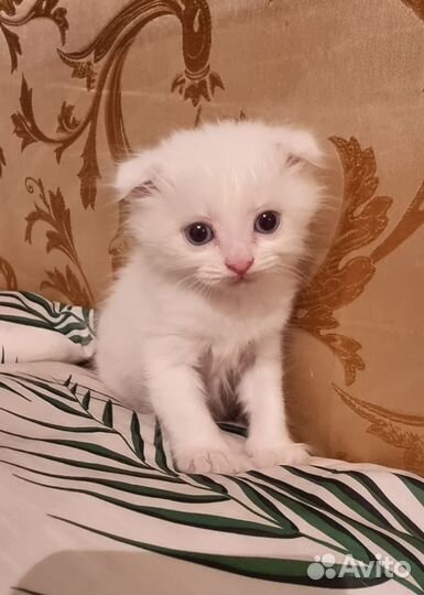 Шотландский Котёнок