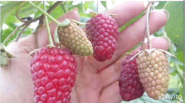 Малина не ремонтантная