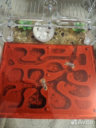 Формикарий муравьиная ферма