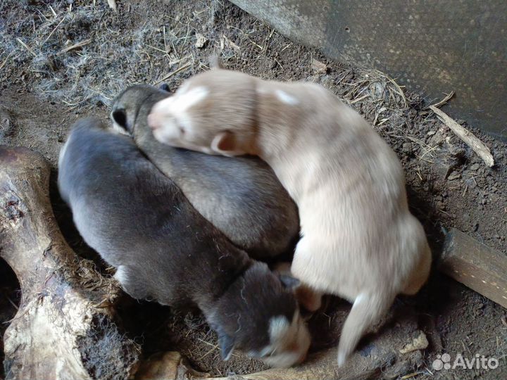 Щенки хаски