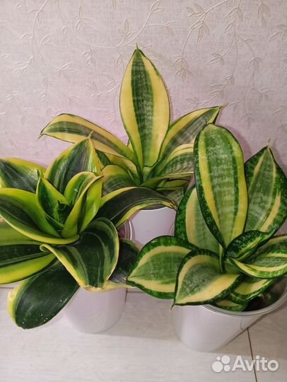 Сансевиерии Ханни голд, фаворит, флеминг