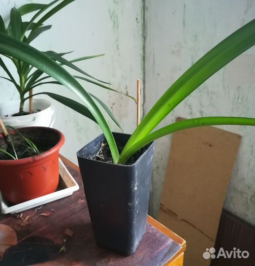 Гиппеаструм