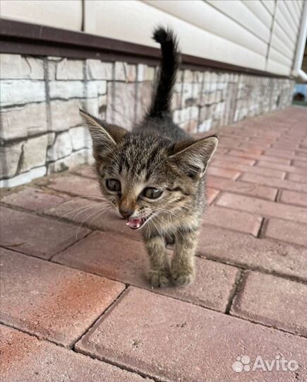 Европейская