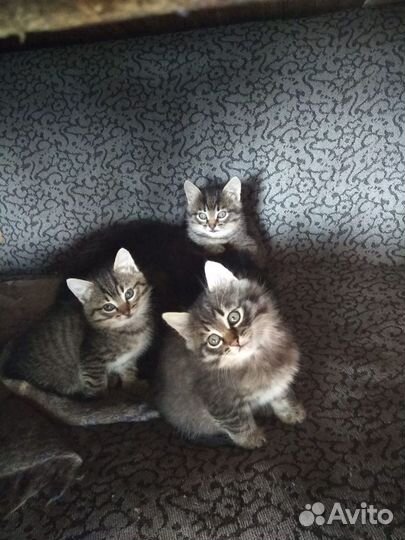 Котята 2 девочки