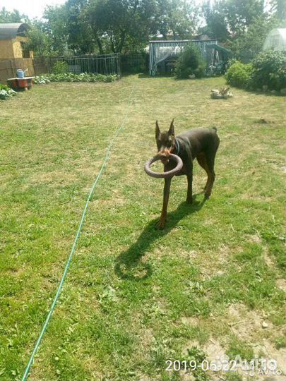 Передержка собак