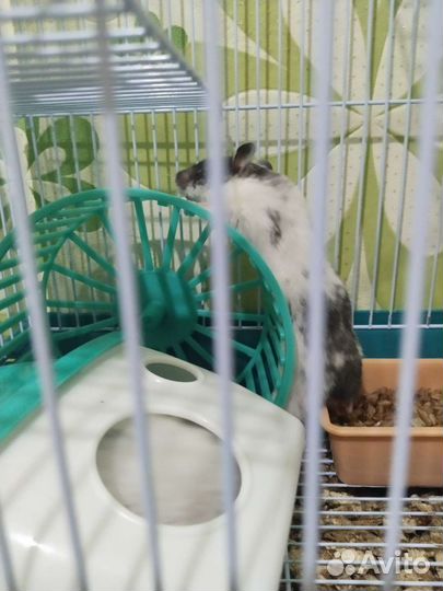 Сирийский хомяк бесплатно