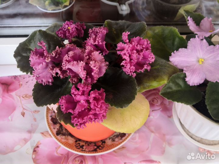 Фиалка сортовая цветущая в горшке махровая