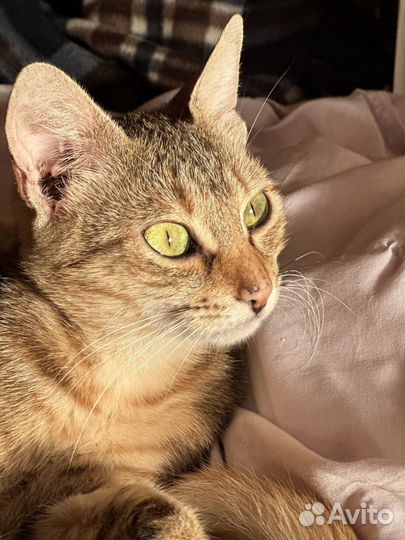 Ласковая зеленоглазая красотка 1 год