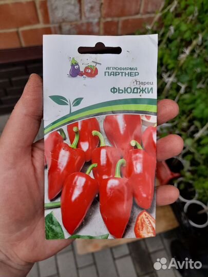 Рассада сладкого перца