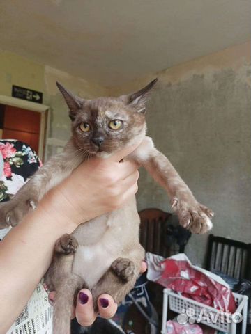 Бурманская котенок объявление продам