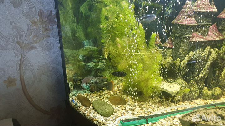 Продам аквариумных рыбок