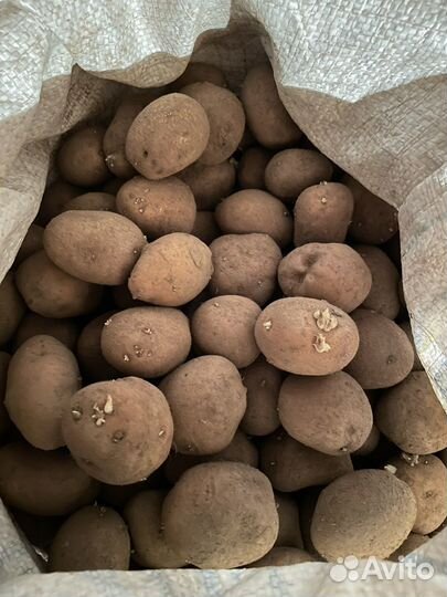 Семенной картофель
