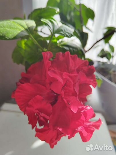 Гибискус, /китайская роза