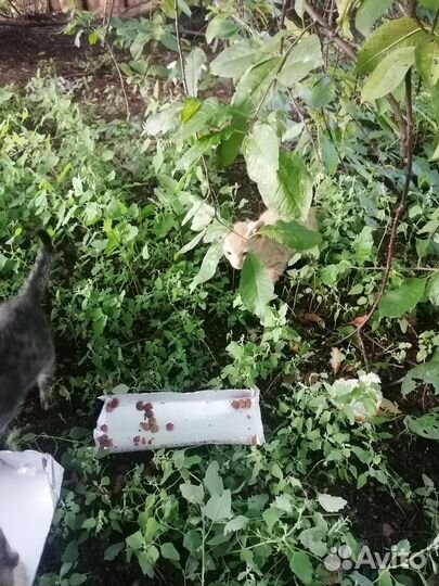 Отдам в добрые руки