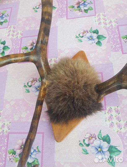 Продам рога оленя