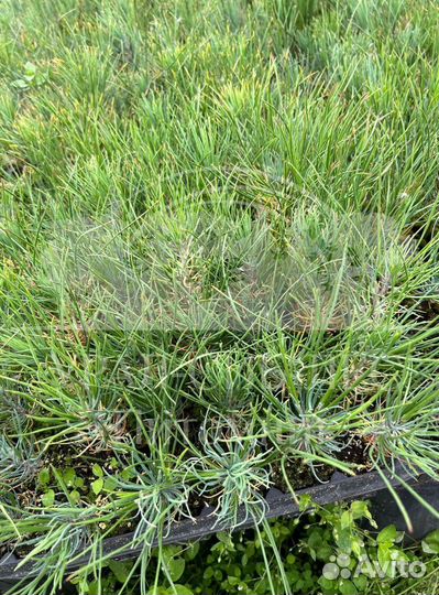 Предзаказ Горная сосна Мугус зкс сеянцы