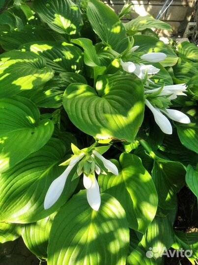 Цветы садовые многолетние