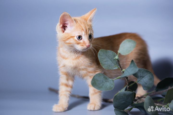 Котята с ветеринарным паспортом в добрые руки