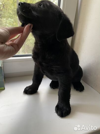 Лабродоры щенки