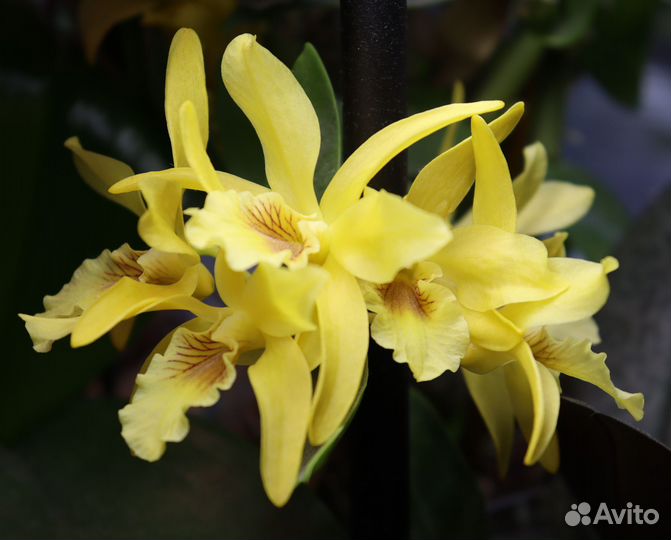 Орхидея дендробиум Stardust