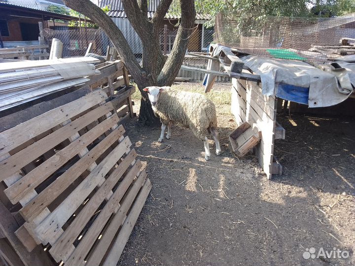 Овцы бараны