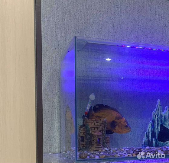 Астронотус