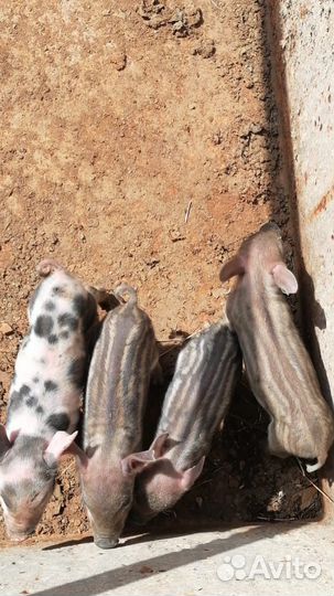 Поросята