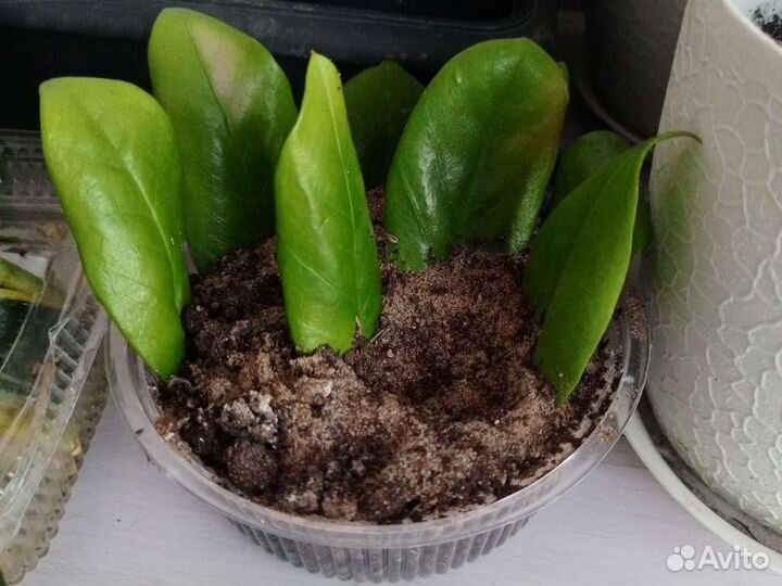 Замиокулькас