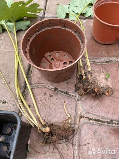 Сангвинария