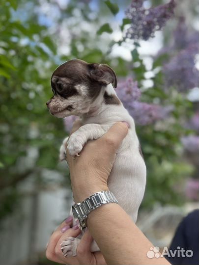 Супер девочка чихуахуа