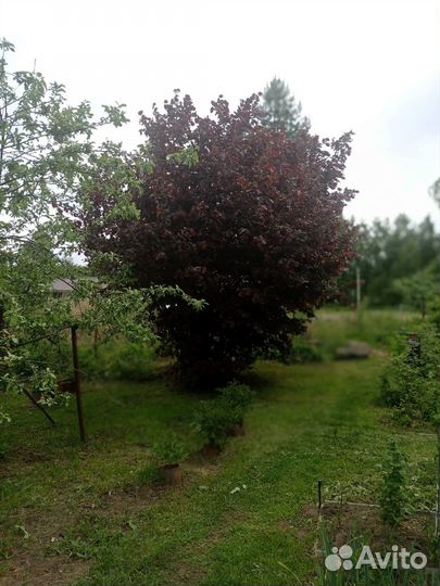 Лещина красная, фундук краснолистный, орешник