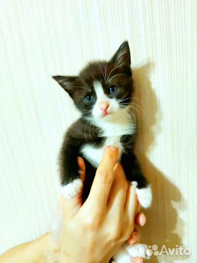 Котёнок в дар